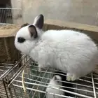 ارانب قزم نذرلاند
