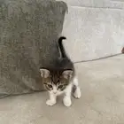 القط تبنوه ناسسس لحد يجي