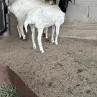 رخال برابر للبيع