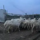 ضان للبيع العدد 27 دوار