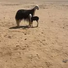 رباع نجديه كفو