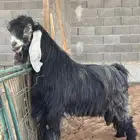 فحل عارضي صنف و جرم و معرف و انتاجه صنف