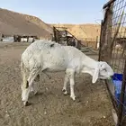 خروف للبيع
