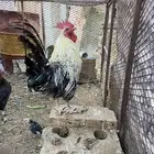 دجاج للبيع