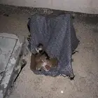 قطط كيتينز للتبني