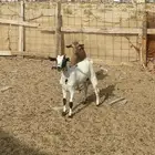 تيوس للبيع