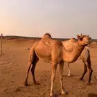 بكره حايل للبيع
