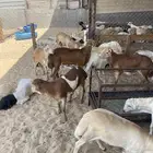 طليان رفيدي ذبايح