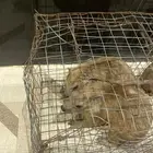 4 وبران ذكور للبيع الموقع المزاحميه