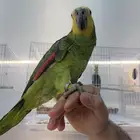 امزوني. بلو فرنتد حجل 23 محلي متكلم عل يد