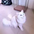 قط ابيض ذكر