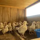صوص بلدي وفيومي