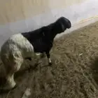 خروف ساكلي