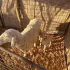 شاه متبع بخروف ورخل