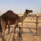 قعود مفرود