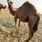 ناقه حايل