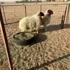 خرفان نعيم ( تم البيع )