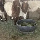 للبيع ذبايح بريه