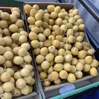 بلح برحي بأسعار الجمله