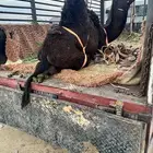 قعود بلدي