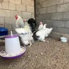 صيصان براهما كولمبي