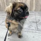 للبيع انثى بكنيز نادره سنة ونصف لطيفة جدا كامل التطعيمات