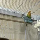 روز