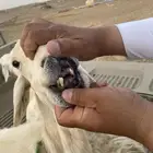 السلام عليكم نعجه للبيع  حري