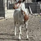 غنم دفيع 2