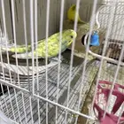 عصافير مع قفص و اكل