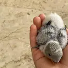 فروخ روز