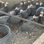 دجاج حبشي بياض العدد خمسون