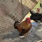 دجاج كشكي وحمام زينه