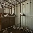 دجاج