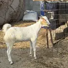 جفره جذعه سمينه للبيع