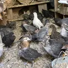 صوص دجاج فيومي