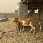 بقره والد فاخره