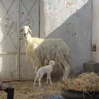 رخال صنف رباع معها رخال و نافر