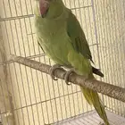 بغبغاء