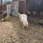 طليان جبره حدها 1750