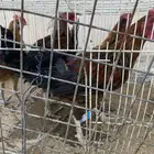 ديكه للبيع