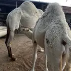 للبيع حاشي