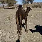 قعود للبيع