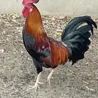 دجاج بلدي