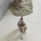 قطط