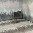 طيب على السوم
