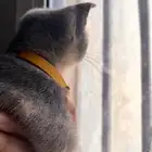 كيتن للتبني