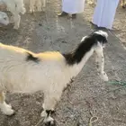 جفار