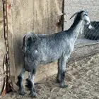 سديس دافع حاشد تلد