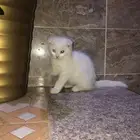 قطط سكوتش
